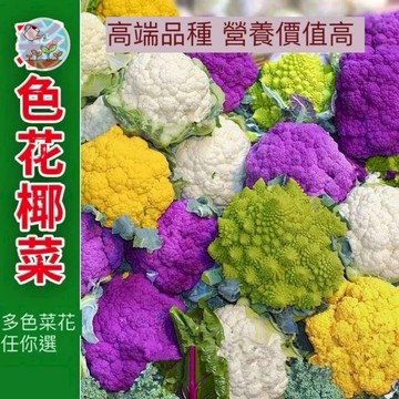 花椰菜種子 青花菜  青花苔種子  蔬菜自種盆栽 有機栽種 家庭菜園 陽台種植 食用蔬菜 播種栽培