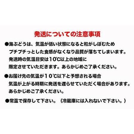 ふるさと納税 先行予約！2024年4月頃発送　南城市産海ぶどう500ｇ 沖縄県南城市