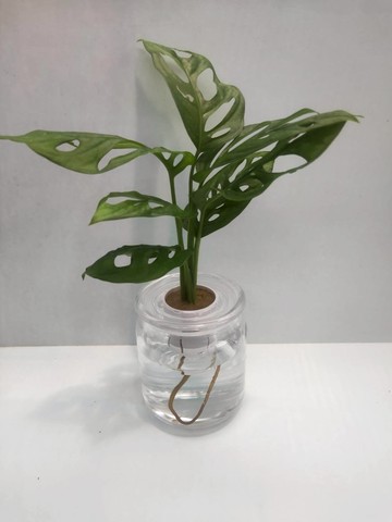 {水田農場} 窗孔龜背芋