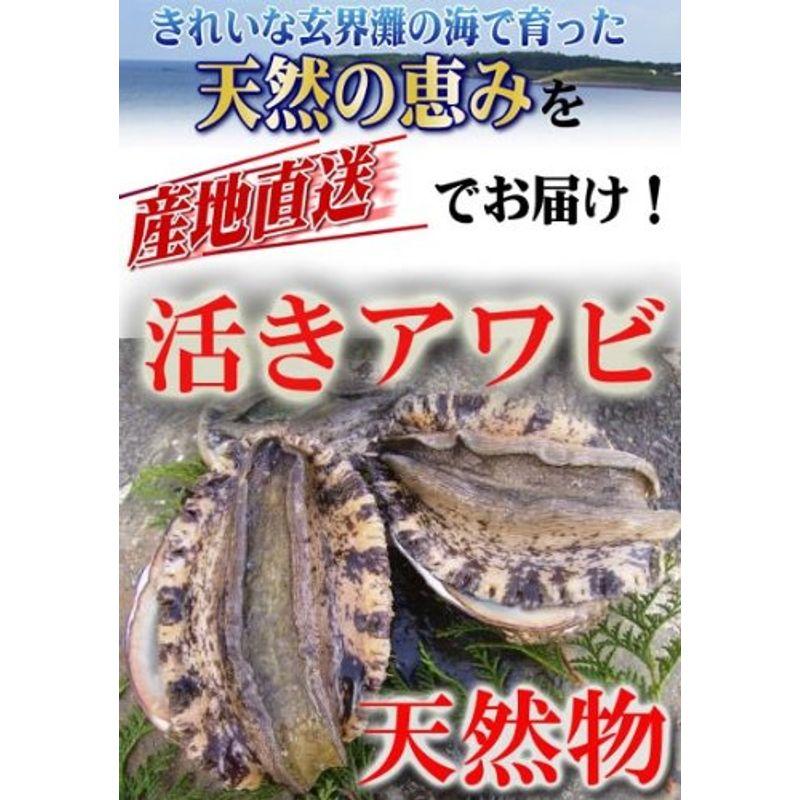 天下御免 天然物 あわび 1kg 玄界灘壱岐産