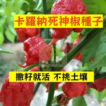 🌱早熟高產 🌶️卡羅納死神椒種子LJ-26 連續坐果率高 早熟 抗病性強 燈籠椒 泡椒 易種植田栽庭院盆栽蔬菜種子