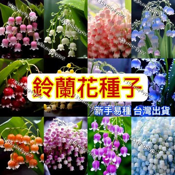 現貨 鈴蘭花種子（250粒）濃香型花卉綠植 陽台室內 易養易活 室內花卉 多年生 耐寒植物 四季開花 花卉種子 多年生