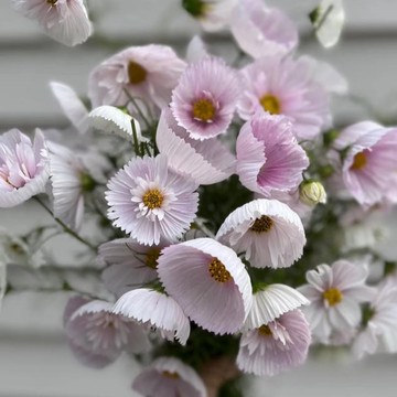 🏵️新品波斯菊種子🏵️現貨20款花色 重瓣格桑花種子秋英種子 四季開花耐寒耐病易養活 室內庭院觀賞花卉 觀賞植物盆栽種籽