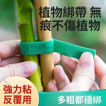 【臺灣有貨 免運】魔術貼紮帶打卷綠植捆綁綠色綁樹綁植物不傷植物扶正支撐植物綁帶
