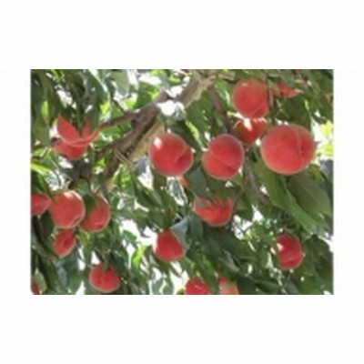 【先行予約】 JA ふえふき 露地桃 (約1.6㎏ 6～7玉) ※クール便配送