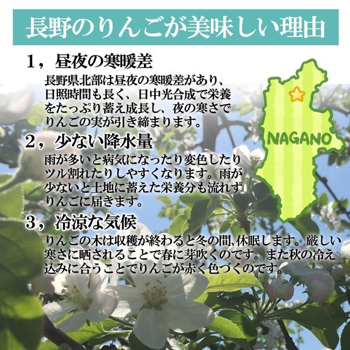 旬のおまかせ 葉とらずりんご 訳あり（無選別）約2.5kg 7〜16玉 食べ比べ 減農薬 長野県産 産地直送 送料無料 #NAX0B025