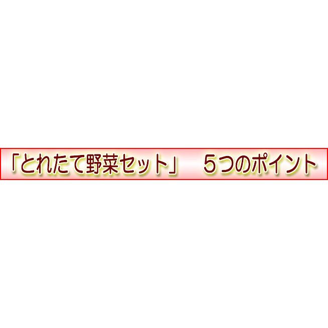 野菜セット たまご 同梱可 とれたて野菜 ８種類セット 高知産 レシピ・追加機能 送料無料 [Qv10] 詰め合わせ クール便 新鮮 葉物 根菜 香味