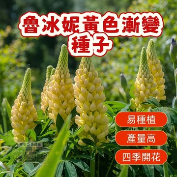 🔥 🔥 魯冰妮黃色漸變 （魯冰花種子）今年新籽 發芽率高  耐寒室內陽臺庭院盆栽 羽扇豆花種子#懶人易種易活