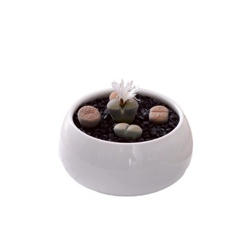 圓形小盆栽【綠美園樂居】K3-1 盆栽 花盆 植作 花器 盆器 小盆栽 多肉植物 多肉盆栽 園藝植作 圓形盆栽 圓形花盆