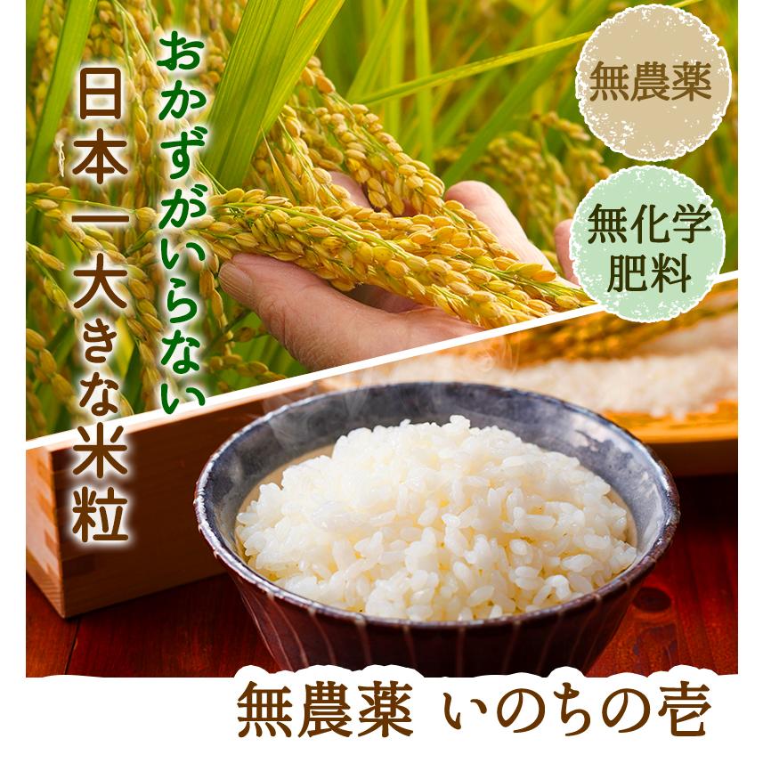 無農薬  米 10kg  無農薬 いのちの壱 令和5年福井県産 新米入荷 送料無料 無農薬・無化学肥料栽培