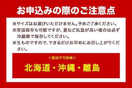 和歌山産 ミニトマト アイコトマト 約2kg SまたはMサイズ サイズおまかせ 厳選館 《2024年1月上旬-2月中旬頃より順次出荷》 和歌山県 日高川町 トマト とまと アイコトマト 送料無料---wshg_genaiko1_ae1_22_13000_2kg---