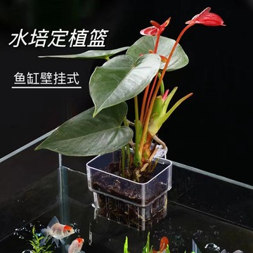 🔥好物推薦🔥魚缸透明水培定植籃壁掛式水草種植杯魚缸綠植造景裝飾架魚缸掛籃 YWCL