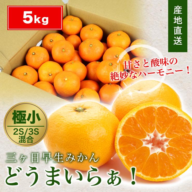 三ヶ日 早生 みかん5kg どうまいらぁ！ 小粒 3S 2S サイズ混合 みかん 送料無料 三ヶ日みかん みかん 産地直送 ミカン 蜜柑 5キロ 美味しい ギフト プレゼント