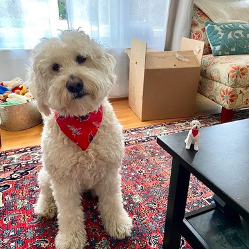 【客製化3D寵物紀念公仔】訂製手作似顏繪肖像狗狗貓咪毛小孩娃娃