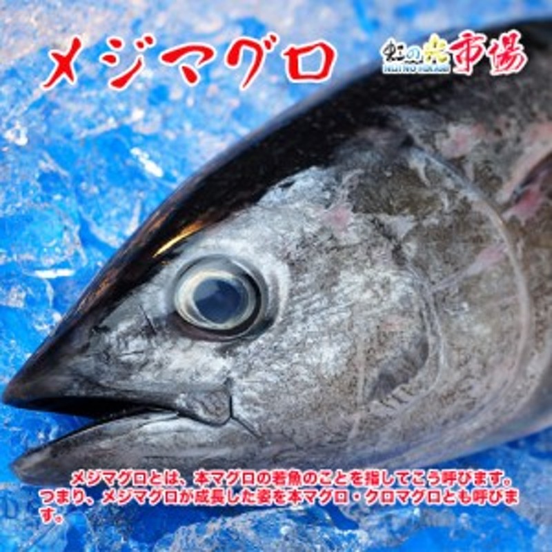 マグロの王様、本マグロの若魚！美味しすぎる！生メジマグロ 約3kg前後 北海道・九州産 | LINEブランドカタログ