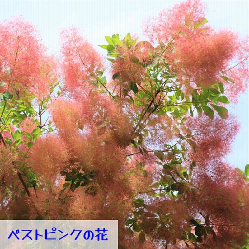 6号極太-6. グリーンボール スモークツリー 苗 苗木 雌株 - 植物/観葉植物