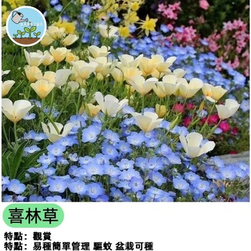 ✨ 嬰兒的藍眼 喜林草種子 粉蝶花 琉璃唐草 春季開花 綠肥地被 藍色花海 庭院陽台造景 蜜源植物 新手好種