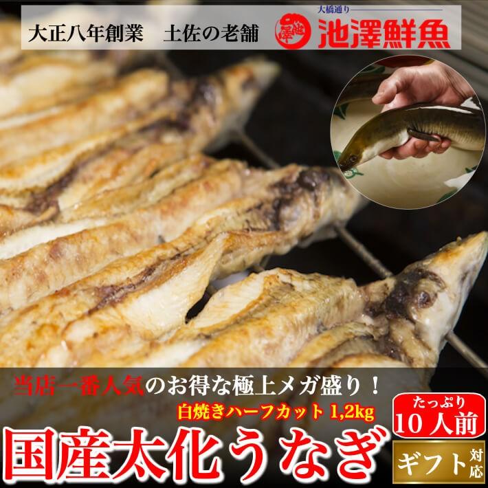 国産 白焼き 特大うなぎ メガ盛り ハーフカット 約1,2kg 10人前以上