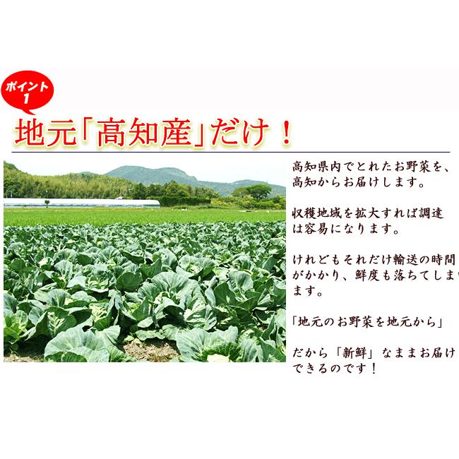 野菜セット たまご 同梱可 とれたて野菜 ８種類セット 高知産 レシピ・追加機能 送料無料 [Qv10] 詰め合わせ クール便 新鮮 葉物 根菜 香味