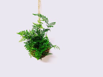 兔腳蕨苔球│板植│室內植物│窗邊植物│觀葉植物
