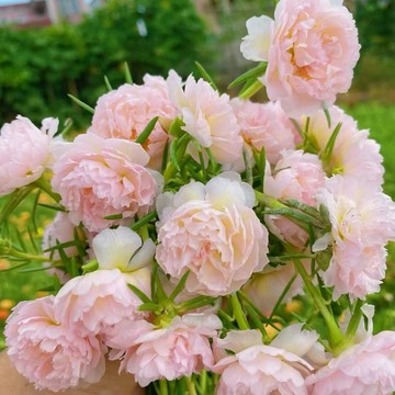 現貨速發🔥重瓣太陽花種籽 四季播種 松葉牡丹 見土易活 開花不斷 室內外陽臺種植 四季花卉種子 觀賞花卉種子重瓣太陽花種