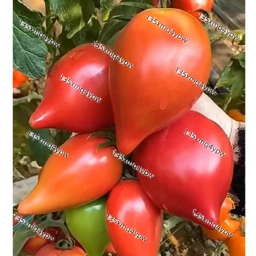 現貨🌱【芒果蜜番茄種子】（100粒）沙瓤綿密番茄品種口感綿密好味道 新品種番茄種子 西紅柿種子蔬菜種子 花園陽台露台種植
