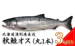 先行予約 北海道 湧別港直送　秋鮭 オス 3kg以上（丸1本）納期指定不可