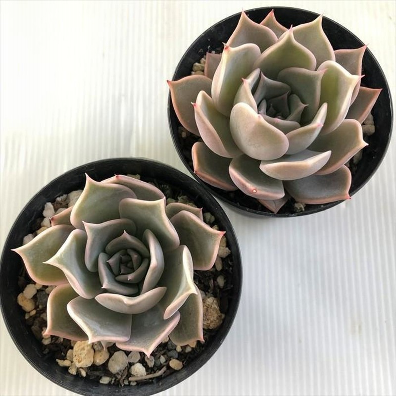 丸葉ホワイトチェリー 多肉植物 丸葉ホワイトチェリー 多肉植物