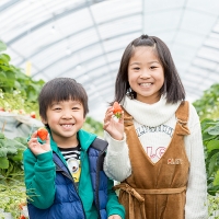 佐賀県産 れんこんと紅白いちごのセット：B025-009