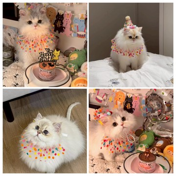 🐕‍🦺隔日到貨🐈‍⬛ 寵物生日佈置 狗狗生日派對 貓咪生日派對 寵物生日裝扮 狗狗生日裝 貓咪生日裝 毛孩生日佈置派對