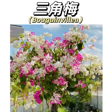 【稀有爆花神器】三角梅/九重葛種子｜自己種出花海瀑布｜紫紅繽紛 全年開花｜台灣庭院陽台必備｜附簡易發芽攻略｜現貨限量