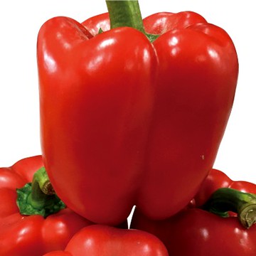 【拈花微笑】紅甜椒｜種子｜10粒｜非基因改造種子｜蔬菜｜蔬果｜有機無毒｜高發芽率