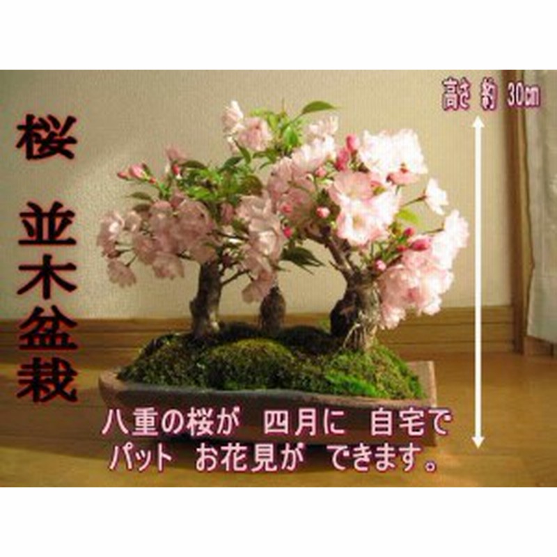 21年は自宅でさくらのお花見を楽しむ桜盆栽 鉢花 春に咲く サクラ並木 お祝いの贈り物に さくら盆栽 通販 Lineポイント最大1 0 Get Lineショッピング