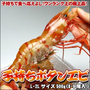 ぼたんえび 子持 ボタンエビ 刺身 500g 送料無料 ※沖縄は送料別途加算