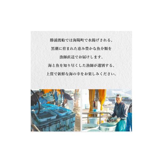 ふるさと納税 徳島県 海陽町 アオリイカ 約2kg 産地直送 冷凍 下処理あり イカ あおりいか いか 烏賊 水揚げ時重量約2kg 下処理後約1.2kg