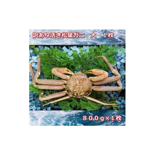 ふるさと納税 鳥取県 三朝町 訳あり活きご自宅用松葉ガニ　大　１枚　800〜940ｇ前後MK11