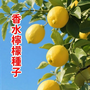 熱銷現貨 【香水檸檬種子】 台灣無籽檸檬種子 青檸種子 黃金檸檬種子 榨汁檸檬 紅檸檬 四季結果 包發芽新手易種