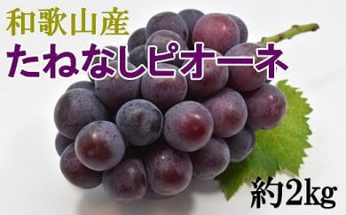 和歌山県産たねなしピオーネ約2kg◇※2024年8月中旬～9月下旬頃に順次発送予定　※北海道・沖縄・離島への配送不可