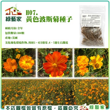 【綠藝家】H07.黃色波斯菊種子300顆