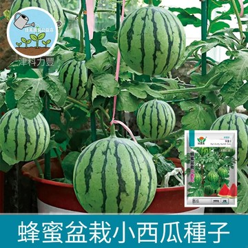 🍉【盆栽西瓜】小玉西瓜種子 迷你西瓜 陽台可種 家庭農園 水果小西瓜種子 觀賞食用 台灣現貨 易種植 贈教學 當季新種