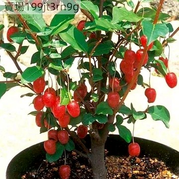 🍎【德甜二號羊奶果種子】（100粒）四季高產 正品特大純甜德甜二號羊奶果種子 大果牛奶奶鮮果四季種植盆栽地栽庭院種植