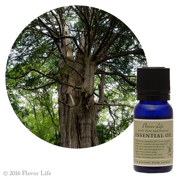 和精油【檜木】Chamaecyparis obtusa (Hinoki)