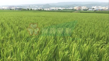 大肚追分段農地2.6分｜台中市大肚區追分段