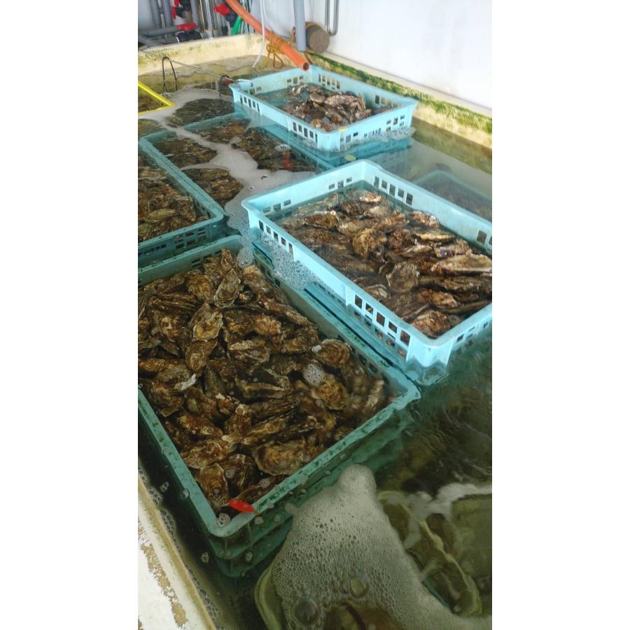 道東釧路の新鮮　厚岸産　殻付活牡蠣（100g~130g）１０個　生食可能