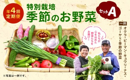 特別栽培季節のお野菜セットA(2・5・8・11月発送) 野菜 セット