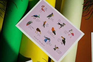 童趣插畫 鳥 圖鑑 明信片