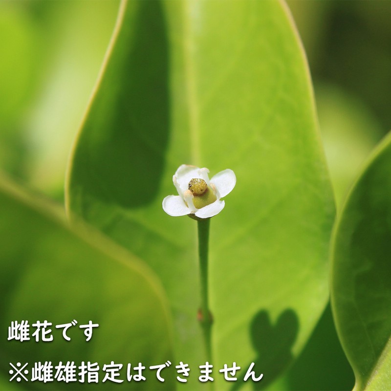 現品》ソヨゴ 株立ち(雄雌株・オスメス株) 樹高1.7m（根鉢含ま