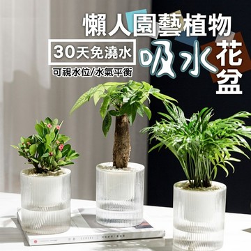 【隔日到貨免運費！贈棉繩 自動吸水養護更簡單】懶人花盆 吸水花盆 植物花盆 水耕 透明花盆 水培花盆 水耕盆 懶人盆栽