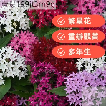 現貨🐸【6款重辦繁星花種子】（250粒）四季易種室內外陽台多年生觀賞花卉五星花懶人花草好養花海種子