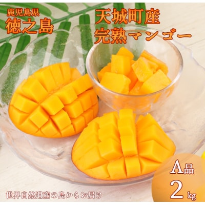 徳之島 天城町産 完全無加温 完熟 マンゴー A品 2kg 贈答